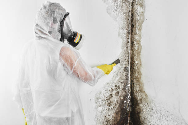 Best Affordable Mold Removal  in Cashion, OK