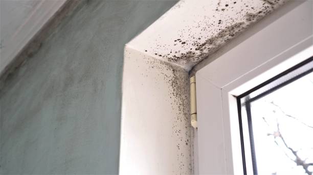 Best Same-Day Mold Removal  in Cashion, OK