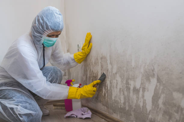 Best Mold Removal Company Near Me  in Cashion, OK