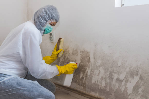 Best Office Mold Removal Services  in Cashion, OK