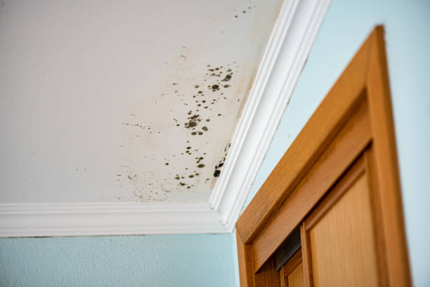 Best Commercial Mold Removal  in Cashion, OK