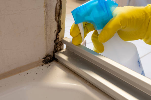 Best Professional Mold Removal  in Cashion, OK