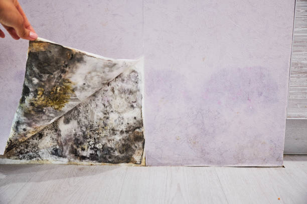 Trusted Cashion, OK Mold Removal Experts